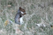 D500 RichmonPark 18-10-03 3314   Photos ACG 2018