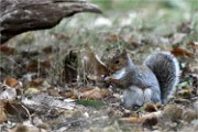 D500 RichmonPark 18-10-03 3336   Photos ACG 2018