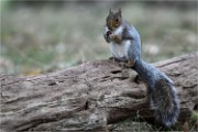D500 RichmonPark 18-10-03 3342  filtered  Photos ACG 2018