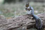 D500 RichmonPark 18-10-03 3354  filtered  Photos ACG 2018