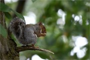 D500 RichmonPark 18-10-03 3372   Photos ACG 2018