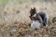 D500 RichmonPark 18-10-03 3402   Photos ACG 2018