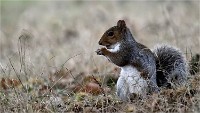 D500 RichmonPark 18-10-03 3411  filtered  Photos ACG 2018