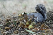 D500 RichmonPark 18-10-03 3486   Photos ACG 2018