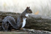 D500 RichmonPark 18-10-03 3502   Photos ACG 2018