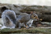 D500 RichmonPark 18-10-03 3510   Photos ACG 2018