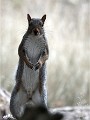 D500 RichmonPark 18-10-03 3550   Photos ACG 2018