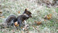 D500 RichmonPark 18-10-03 3593   Photos ACG 2018