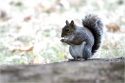 D500 RichmonPark 18-10-03 3667   Photos ACG 2018