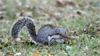 D500 RichmonPark 18-10-03 3673   Photos ACG 2018