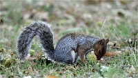 D500 RichmonPark 18-10-03 3675   Photos ACG 2018