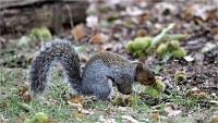 D500 RichmonPark 18-10-03 3703   Photos ACG 2018