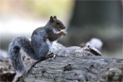 D500 RichmonPark 18-10-03 3754   Photos ACG 2018