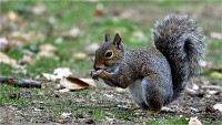D500 RichmonPark 18-10-03 3779   Photos ACG 2018