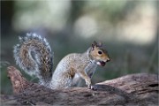 D500 RichmonPark 18-10-03 3827   Photos ACG 2018