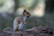 D500 RichmonPark 18-10-03 3831   Photos ACG 2018