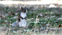 D500 RichmonPark 18-10-03 3846   Photos ACG 2018