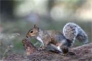 D500 RichmonPark 18-10-03 3855   Photos ACG 2018