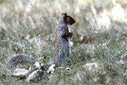 D500 RichmonPark 18-10-03 3881   Photos ACG 2018