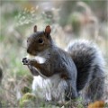 D500 RichmonPark 18-10-03 3915   Photos ACG 2018
