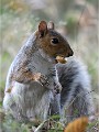 D500 RichmonPark 18-10-03 3919  filtered  Photos ACG 2018