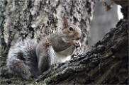 D500 RichmonPark 18-10-03 4009   Photos ACG 2018