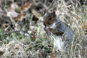 D500 RichmonPark 18-10-04 4181   Photos ACG 2018
