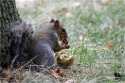 D500 RichmonPark 18-10-04 4231   Photos ACG 2018