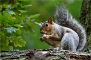 D500 RichmonPark 18-10-04 4286   Photos ACG 2018