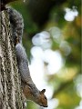 D500 RichmonPark 18-10-04 4315   Photos ACG 2018