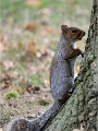 D500 RichmonPark 18-10-04 4327  filtered  Photos ACG 2018
