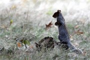 D500 RichmonPark 18-10-04 4351   Photos ACG 2018