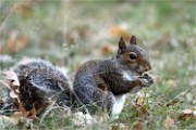 D500 RichmonPark 18-10-04 4369   Photos ACG 2018