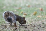 D500 RichmonPark 18-10-05 4428   Photos ACG 2018