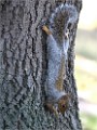 D500 RichmonPark 18-10-05 4479   Photos ACG 2018
