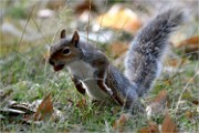 D500 RichmonPark 18-10-05 4528   Photos ACG 2018