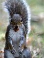D500 RichmonPark 18-10-05 4537   Photos ACG 2018
