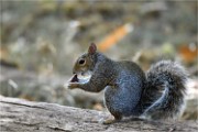 D500 RichmonPark 18-10-05 4557   Photos ACG 2018