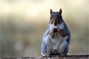 D500 RichmonPark 18-10-05 4635   Photos ACG 2018