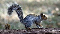 D500 RichmonPark 18-10-05 4654   Photos ACG 2018