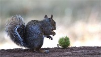 D500 RichmonPark 18-10-05 4678   Photos ACG 2018