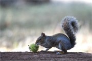 D500 RichmonPark 18-10-05 4697   Photos ACG 2018