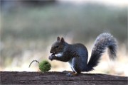 D500 RichmonPark 18-10-05 4710   Photos ACG 2018