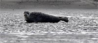 2018-30-11  Phoques Berck
