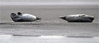 D5 Berck Phoques 18-11-30 023   Photos ACG 2018