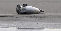 D5 Berck Phoques 18-11-30 024   Photos ACG 2018
