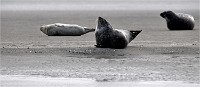 D5 Berck Phoques 18-11-30 034   Photos ACG 2018