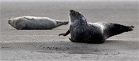 D5 Berck Phoques 18-11-30 036   Photos ACG 2018