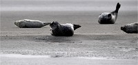 D5 Berck Phoques 18-11-30 038   Photos ACG 2018