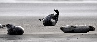 D5 Berck Phoques 18-11-30 041   Photos ACG 2018